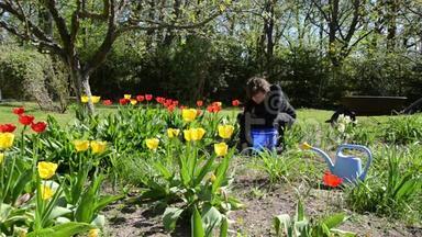 女人在春天的花园里照顾郁金香花圃。